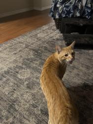 Found/Stray Female Cat last seen Decatur, Las Vegas, NV 89103