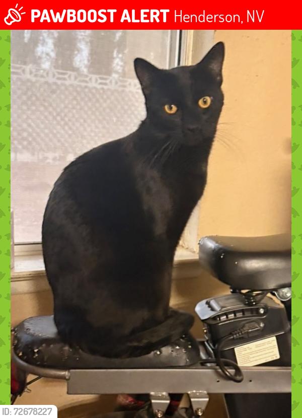 Lost Male Cat last seen Silver springs, Henderson, NV 89074