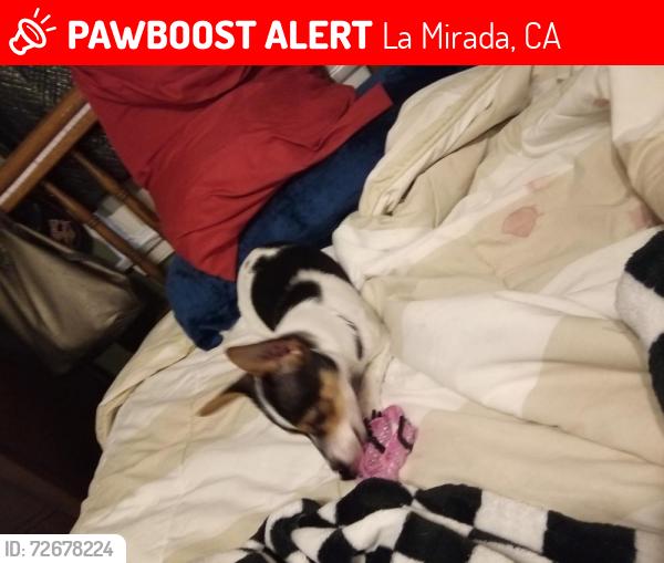 Lost Female Dog last seen Valley view & Bora ,La Mirada, CA Bora, La Mirada, CA 90638