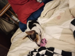 Lost Female Dog last seen Valley view & Bora ,La Mirada, CA Bora, La Mirada, CA 90638