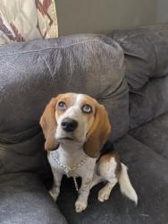 Found/Stray Female Dog last seen Arrow, Fontana, CA 92335