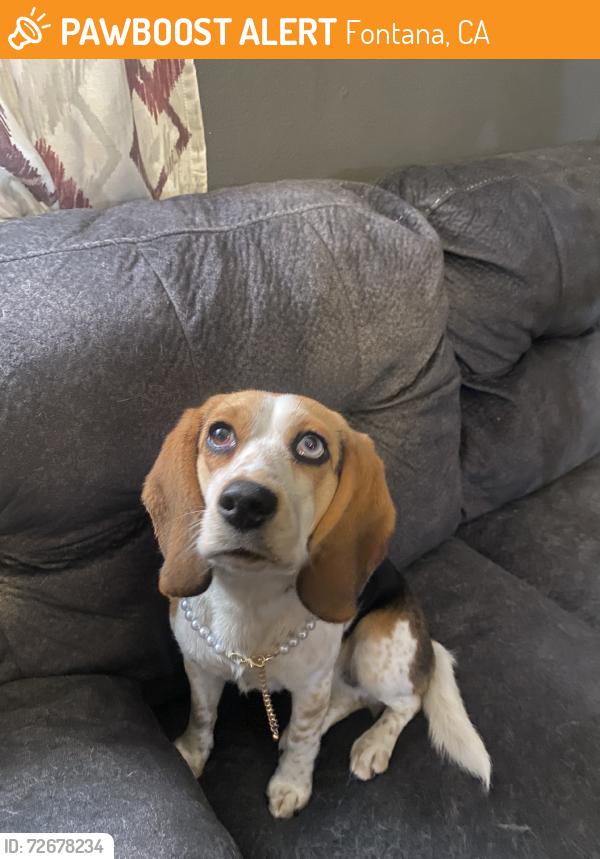 Found/Stray Female Dog last seen Arrow, Fontana, CA 92335