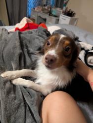 Lost Male Dog last seen Near Sabelle Ln, Fort Worth, TX 76117