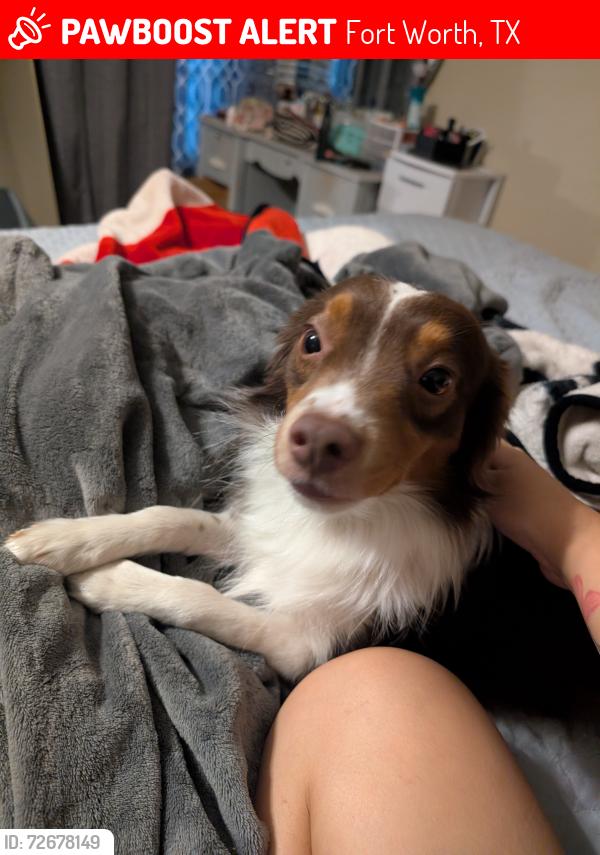 Lost Male Dog last seen Near Sabelle Ln, Fort Worth, TX 76117