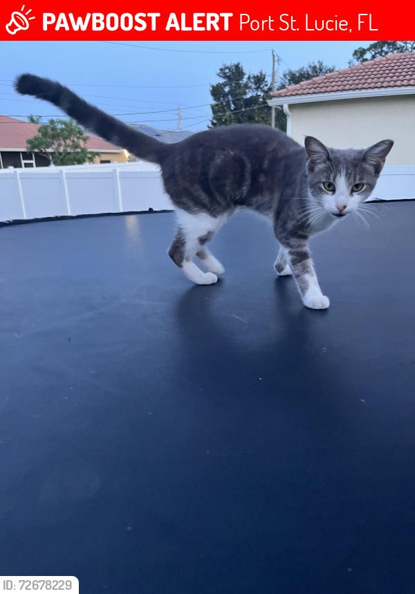 Lost Female Cat last seen St Lucie west foremost drive 3379, Port St. Lucie, FL 34953