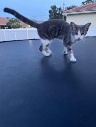 Lost Female Cat last seen St Lucie west foremost drive 3379, Port St. Lucie, FL 34953