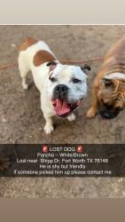Lost Male Dog last seen Maurie Dr 76148 , Fort Worth, TX 76148
