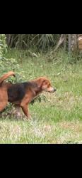 Lost Male Dog last seen Ozelle Rd , Citrus County, FL 34448
