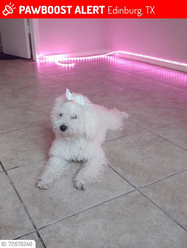 Lost Female Dog last seen Near Jason Avenue Apt 2, , Edinburg, TX 78539