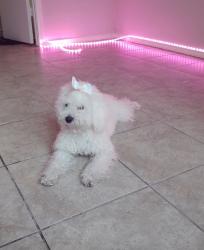 Lost Female Dog last seen Near Jason Avenue Apt 2, , Edinburg, TX 78539