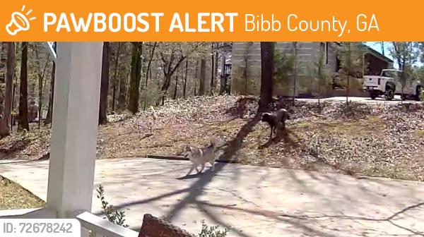 Found/Stray Unknown Dog last seen Lake Tobo/ Mosley Dixon, Bibb County, GA 31220