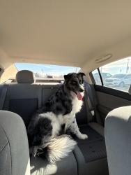 Found/Stray Male Dog last seen Goodwin St and Newberry St, Grand Prairie, TX 75052