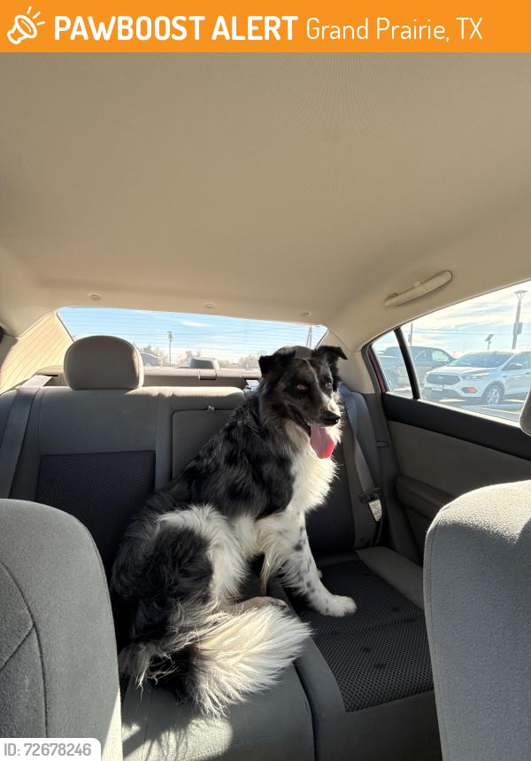 Found/Stray Male Dog last seen Goodwin St and Newberry St, Grand Prairie, TX 75052