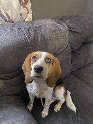 Found/Stray Female Dog last seen Locust and arrow , Fontana, CA 92335