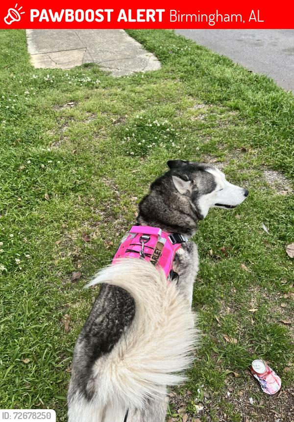 Lost Female Dog last seen Munchies, Birmingham, AL 35222