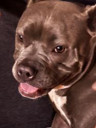 Lost Female Dog last seen Louisiana street , Oakland, CA 94603