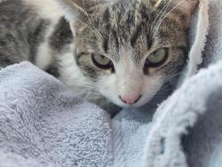 Found/Stray Female Cat last seen Vikki Carr and John Phelan , El Paso, TX 79936