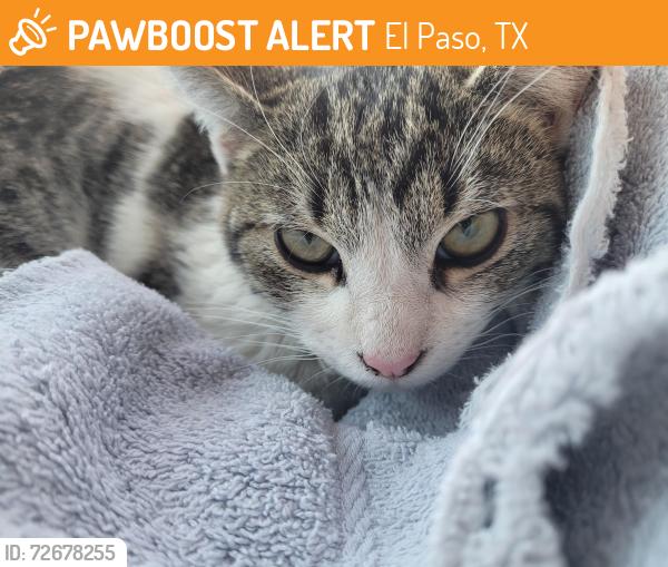 Found/Stray Female Cat last seen Vikki Carr and John Phelan , El Paso, TX 79936