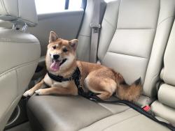 Lost Male Dog last seen Brittany Park area near 154th& Metcalf Ave, Overland Park, KS 66223