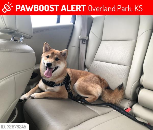 Lost Male Dog last seen Brittany Park area near 154th& Metcalf Ave, Overland Park, KS 66223