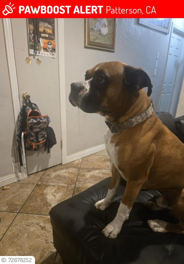 Lost Male Dog last seen Stanislaus county , Stanislaus County, CA 95313