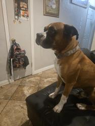 Lost Male Dog last seen Stanislaus county , Stanislaus County, CA 95313