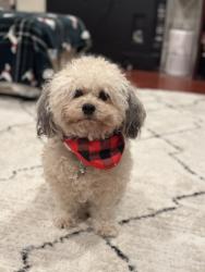 Lost Female Dog last seen McLaughlin and Taper, San Jose, CA 95122
