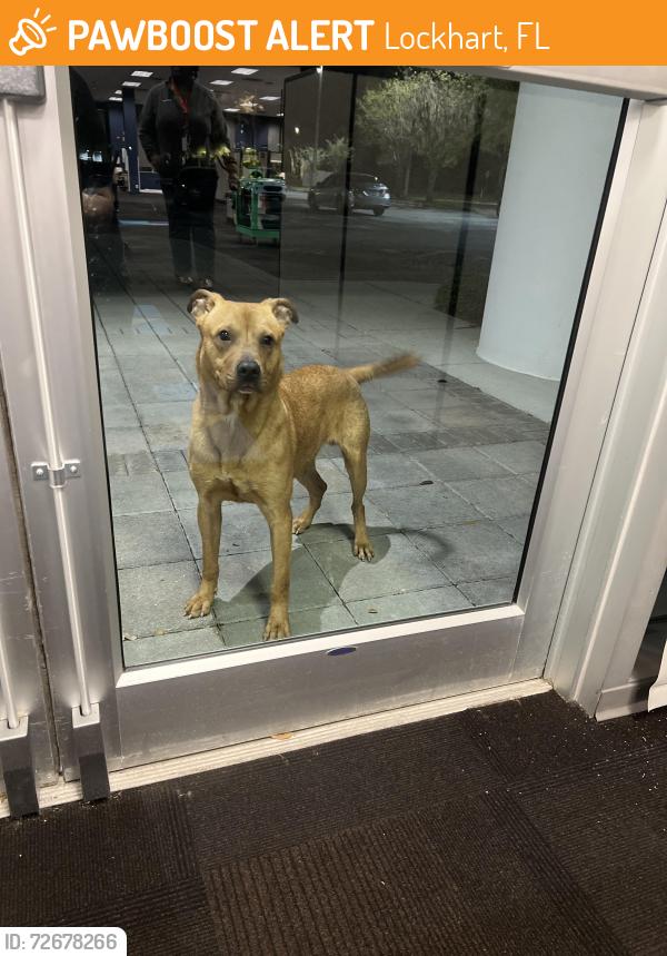 Found/Stray Unknown Dog last seen Spectrum parking lot , Lockhart, FL 32810