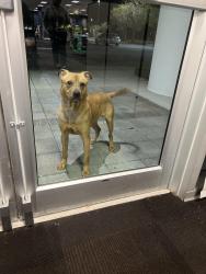 Found/Stray Unknown Dog last seen Spectrum parking lot , Lockhart, FL 32810