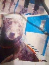 Lost Female Dog last seen San Pedro and Cochiti Street, Albuquerque, NM 87108