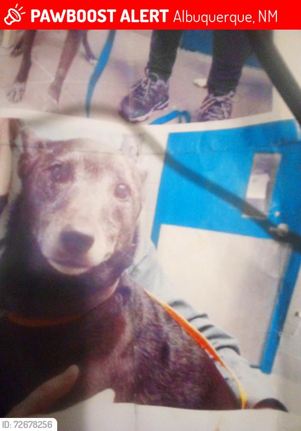 Lost Female Dog last seen San Pedro and Cochiti Street, Albuquerque, NM 87108