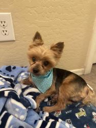 Lost Male Dog last seen 35th ave and southern, Phoenix, AZ 85041