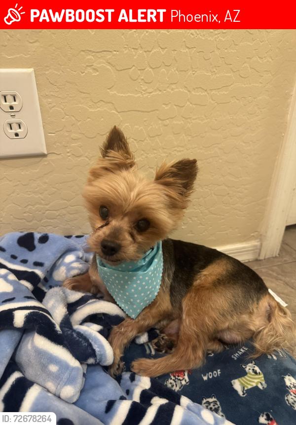 Lost Male Dog last seen 35th ave and southern, Phoenix, AZ 85041