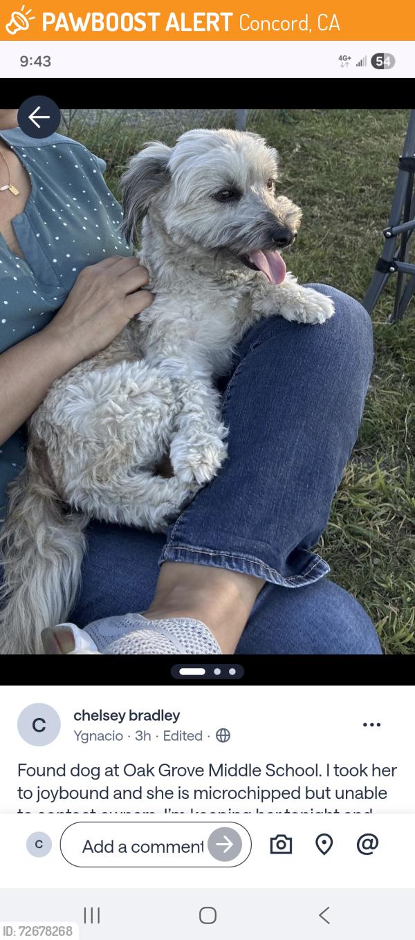 Found/Stray Female Dog last seen Pleasant Hill Middle School, Concord, CA 94518