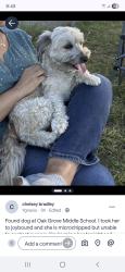 Found/Stray Female Dog last seen Pleasant Hill Middle School, Concord, CA 94518
