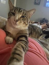 Lost Male Cat last seen F St. & Broadway , Chula Vista, CA 91912