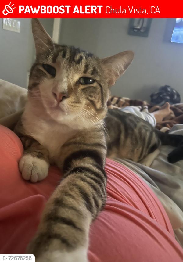 Lost Male Cat last seen F St. & Broadway , Chula Vista, CA 91912