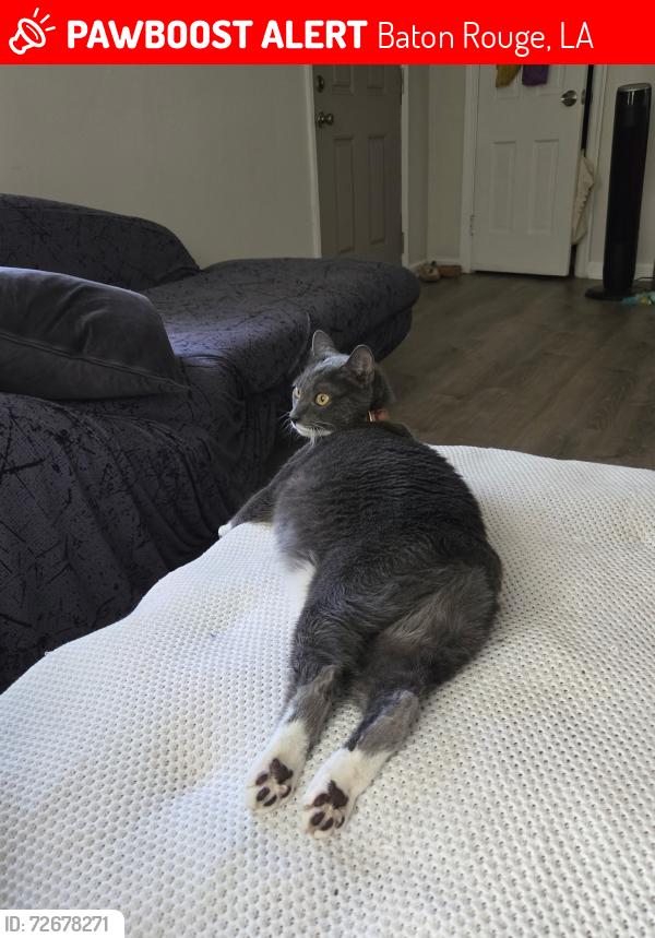 Lost Female Cat last seen I-10 Westbound near mile marker 76 in Baton Rouge, Louisiana, Baton Rouge, LA 70806
