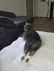 Lost Female Cat last seen I-10 Westbound near mile marker 76 in Baton Rouge, Louisiana, Baton Rouge, LA 70806
