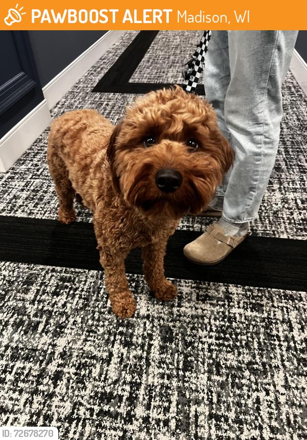 Found/Stray Male Dog last seen Avenir apmts stairwell (510 W Washington Ave, Madison WI 53703, Madison, WI 53703