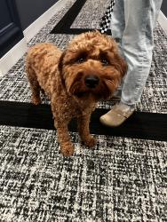 Found/Stray Male Dog last seen Avenir apmts stairwell (510 W Washington Ave, Madison WI 53703, Madison, WI 53703