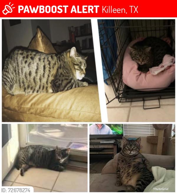 Lost Male Cat last seen Family dollar, housing, Killeen, TX 76549