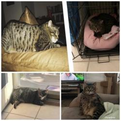 Lost Male Cat last seen Family dollar, housing, Killeen, TX 76549