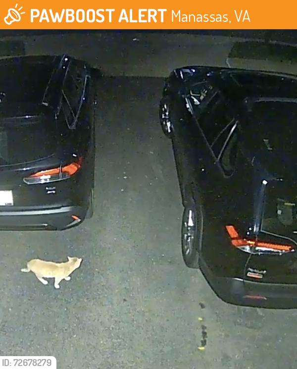 Found/Stray Unknown Cat last seen MONOCACY WAY And Brickshire lane , Manassas, VA 20112