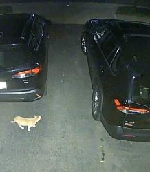 Found/Stray Unknown Cat last seen MONOCACY WAY And Brickshire lane , Manassas, VA 20112