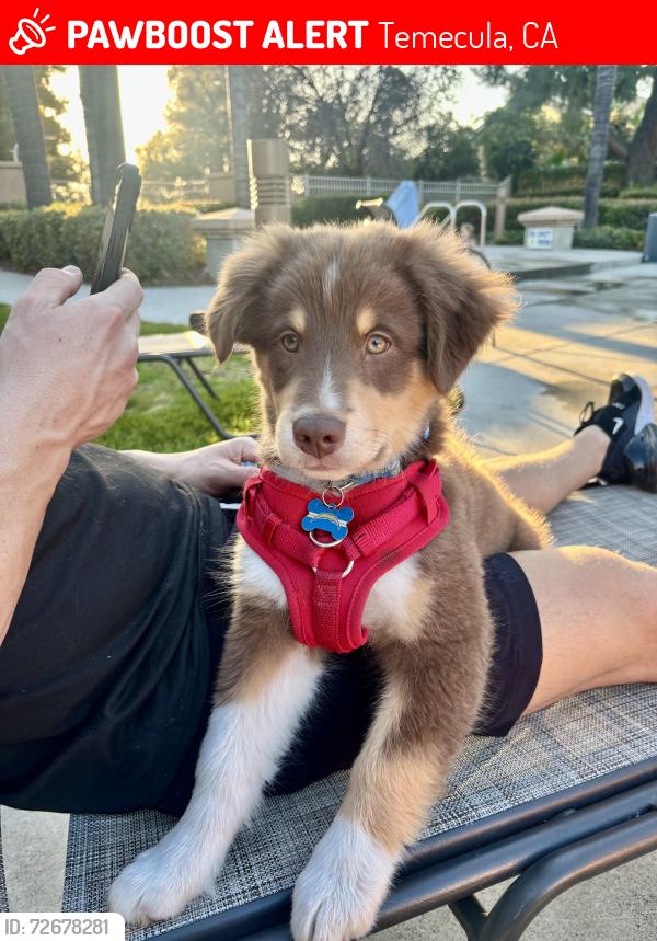 Lost Male Dog last seen Pauba, Temecula, CA 92592