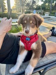 Lost Male Dog last seen Pauba, Temecula, CA 92592