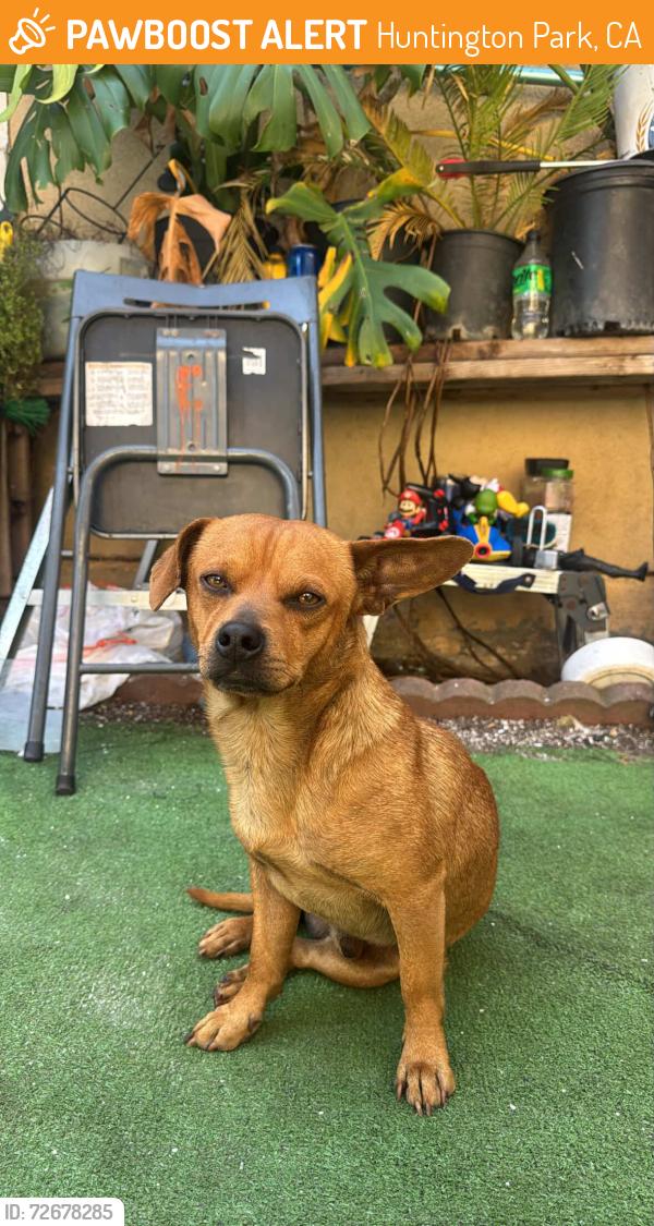 Found/Stray Male Dog last seen Slauson n Miles, Huntington Park, CA 90255
