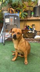 Found/Stray Male Dog last seen Slauson n Miles, Huntington Park, CA 90255