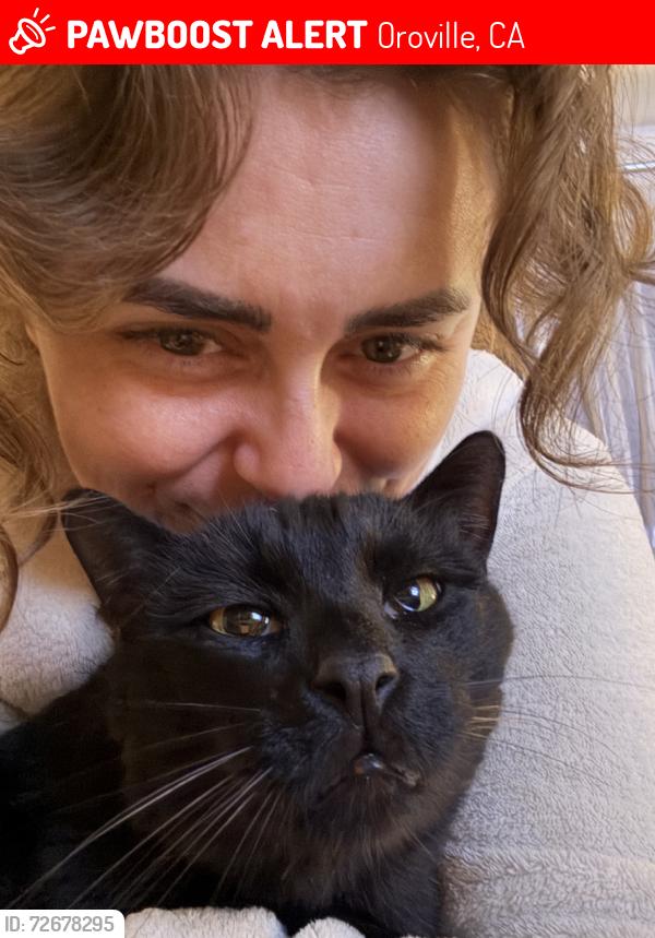Lost Male Cat last seen Miners Ranch Storage, Oroville, CA 95966